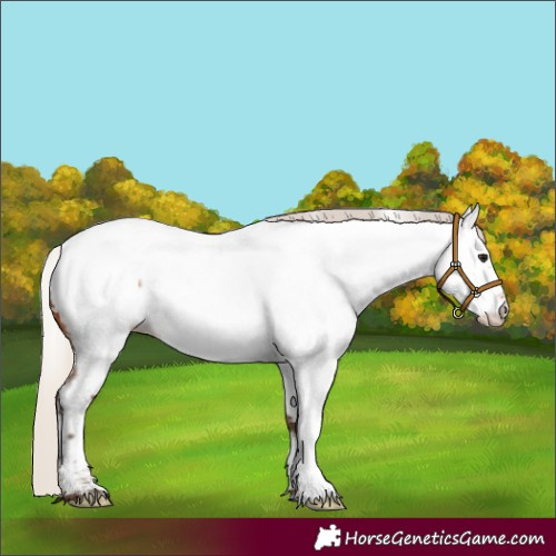 Horse Color:Silver Brown Roan Appaloosa 