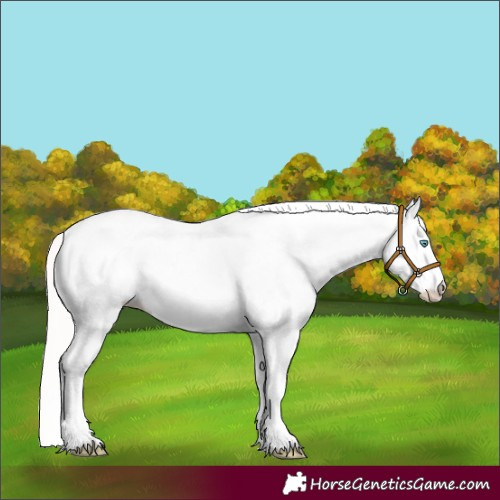 Horse Color:White Spotted Perlino Appaloosa 