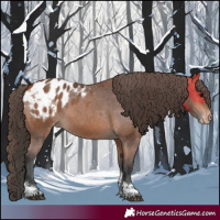 Horse Color:Bay Tobiano Appaloosa 