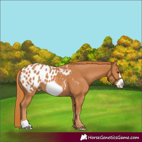 Horse Color:Chestnut Frame Appaloosa 
