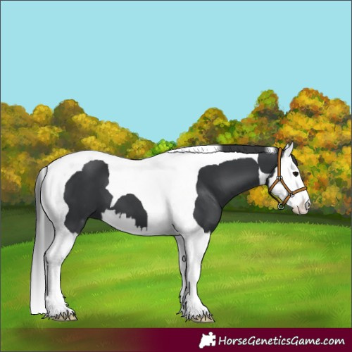 Horse Color:Black Splash Tobiano 