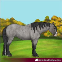 Horse Color:Unknown 