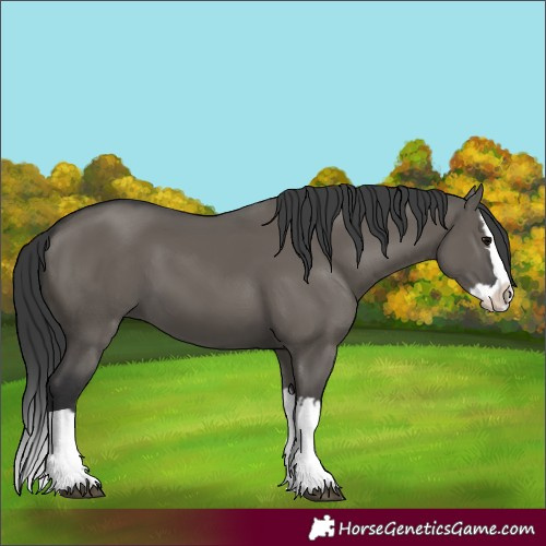 Horse Color:Unknown 