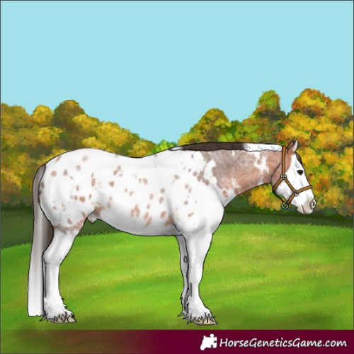 Horse Color:White Spotted Bay Roan Splash Appaloosa 