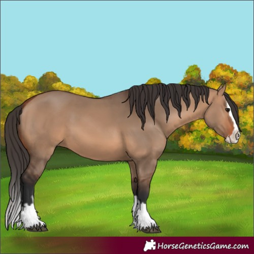 Horse Color:Unknown 