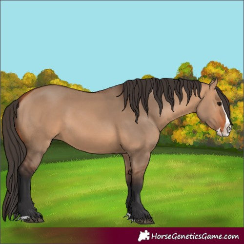 Horse Color:Unknown 