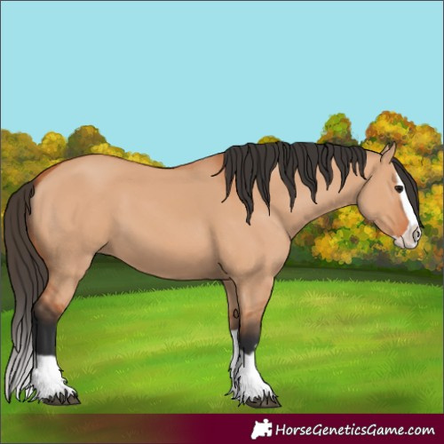 Horse Color:Unknown
