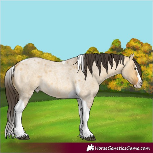 Horse Color:Unknown 