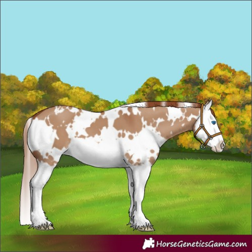 Horse Color:White Spotted Red Dun Splash 