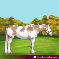 Horse Color:White Spotted Red Dun Splash 
