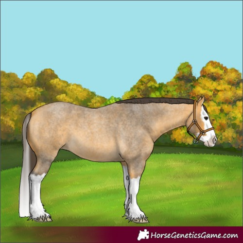 Horse Color:Buckskin Roan Splash 