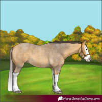 Horse Color:Buckskin Roan Splash 