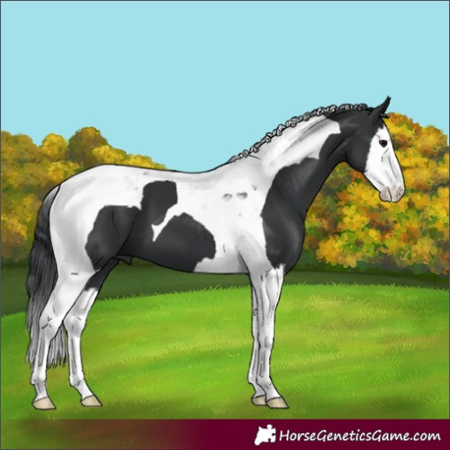 Horse Color:Black Splash Tobiano 