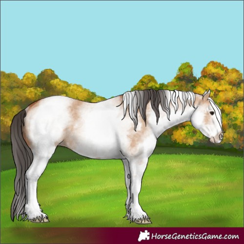 Horse Color:White Spotted Bay Dun Rabicano 