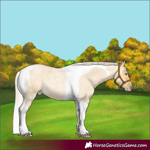 Horse Color:Silver Amber Cream Champagne Roan Dun Tobiano 