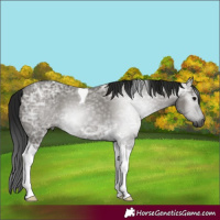 Horse Color:Gray Grullo Ice Tobiano