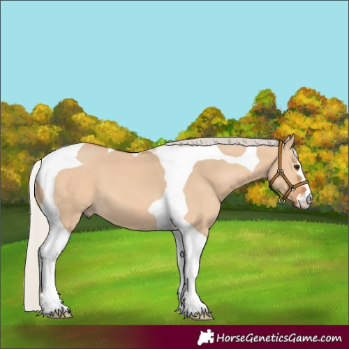 Horse Color:Silver Bay Dun Tobiano