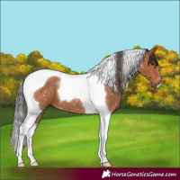 Horse Color:Bay Tobiano 