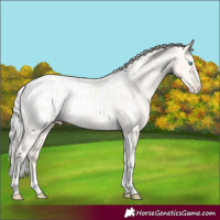 Horse Color:Cremello Dun Tobiano Blanket 