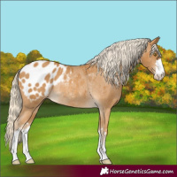 Horse Color:Palomino Appaloosa Rabicano