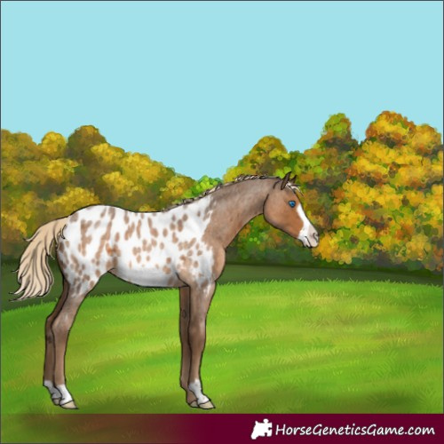 Horse Color:Chocolate Palomino Roan Frame Appaloosa 