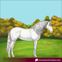 Horse Color:Palomino Pearl Tobiano Appaloosa