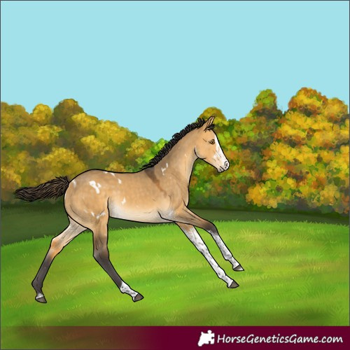 Horse Color:White Spotted Buckskin Dun Splash Tobiano Rabicano 