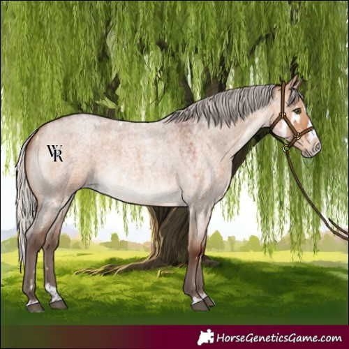 Horse Color:White Spotted Silver Brown Roan Dun Splash Rabicano