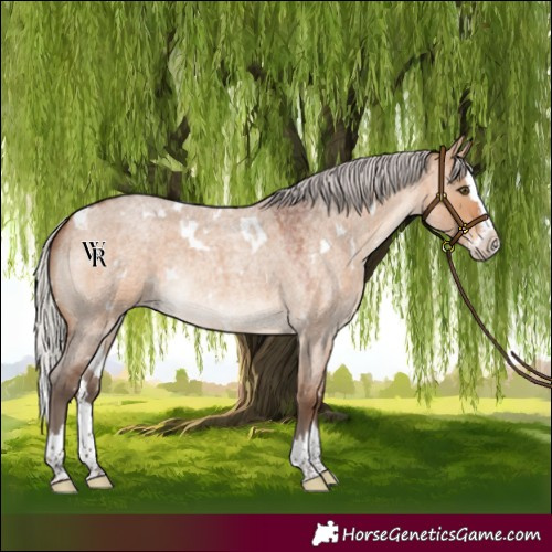 Horse Color:White Spotted Silver Brown Roan Dun Splash Rabicano