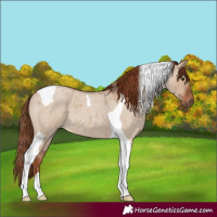 Horse Color:Red Dun Roan Tobiano 