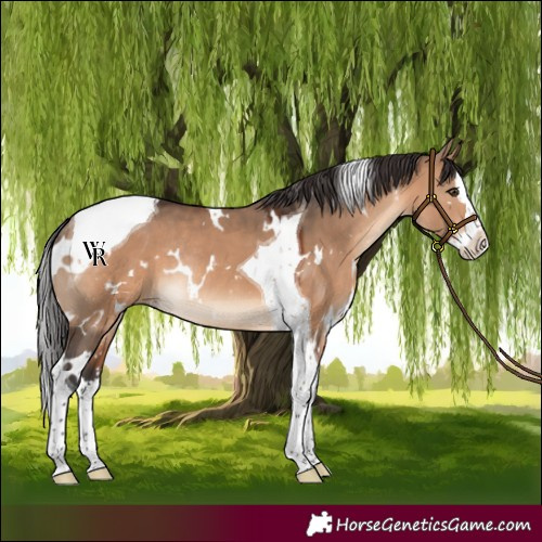 Horse Color:White Spotted Brown Dun Splash Tobiano Rabicano 