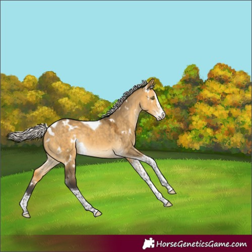 Horse Color:White Spotted Silver Buckskin Dun Splash Tobiano Rabicano