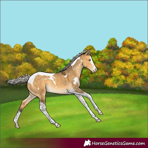 Horse Color:White Spotted Silver Buckskin Dun Splash Tobiano Rabicano 