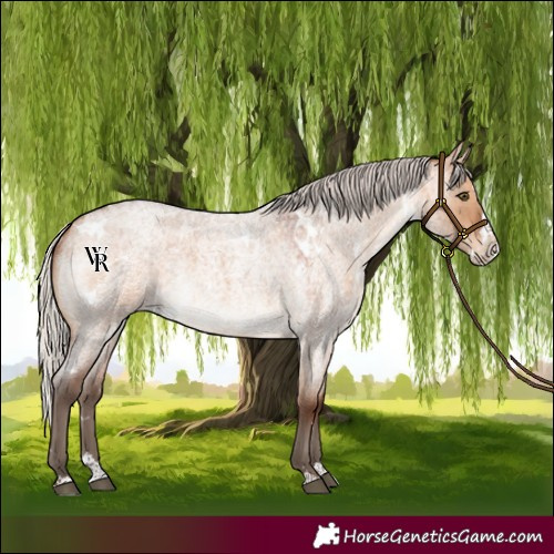 Horse Color:White Spotted Silver Brown Roan Dun Splash Rabicano 