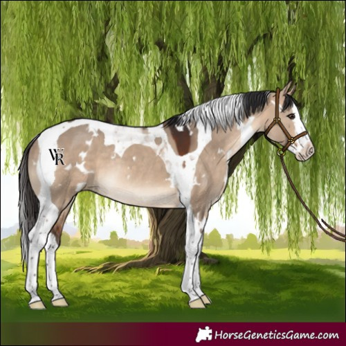 Horse Color:White Spotted Bay Dun Splash Tobiano Rabicano 