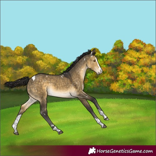 Horse Color:White Spotted Buckskin Dun Splash Tobiano Rabicano 