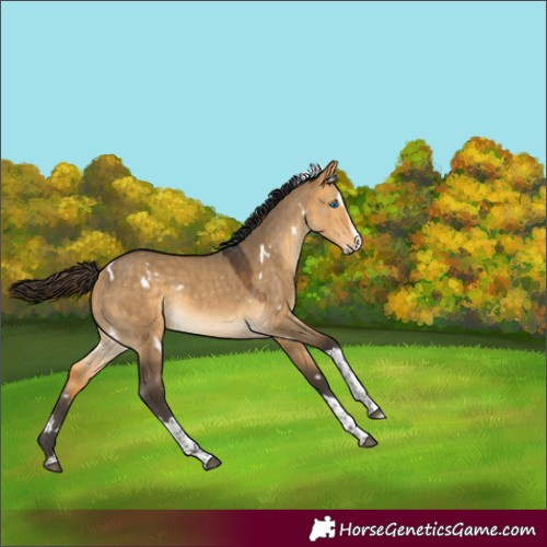 Horse Color:White Spotted Buckskin Dun Splash Tobiano Rabicano