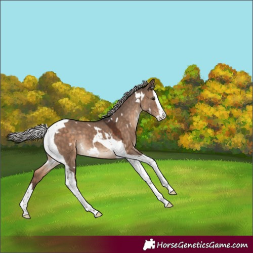 Horse Color:White Spotted Silver Brown Dun Splash Tobiano Rabicano