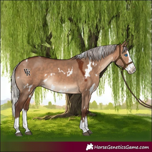 Horse Color:White Spotted Silver Bay Dun Splash Rabicano 