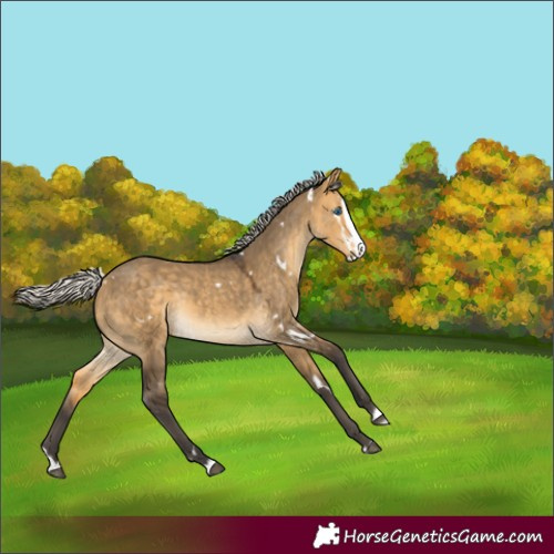 Horse Color:White Spotted Silver Buckskin Dun Splash Rabicano 