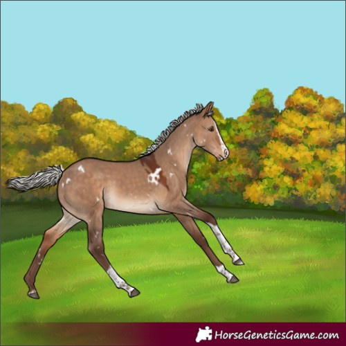 Horse Color:White Spotted Silver Bay Dun Splash Tobiano Rabicano