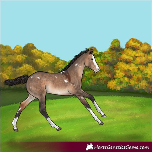 Horse Color:White Spotted Bay Dun Splash Rabicano