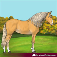 Horse Color:Palomino Rabicano