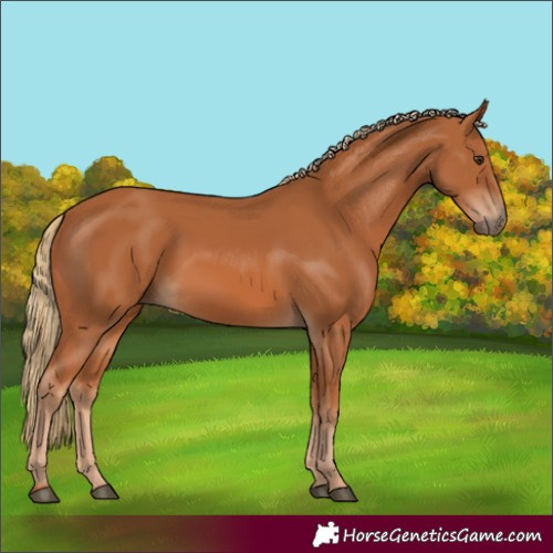 Horse Color:Chestnut Rabicano 