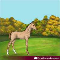 Horse Color:Red Dun 