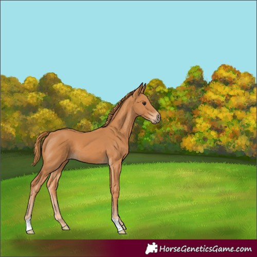 Horse Color:Chestnut 