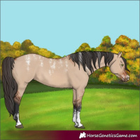 Horse Color:Powder White Bay Dun Rabicano 