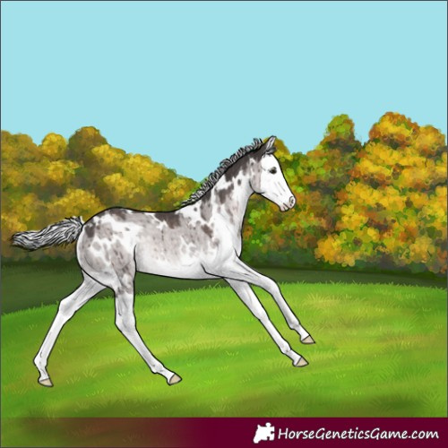 Horse Color:Platinum White Spotted Silver Brown Dun Splash Rabicano Brindle 