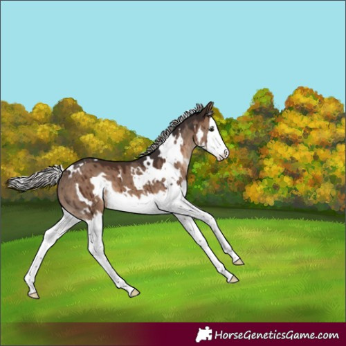 Horse Color:White Spotted Silver Brown Dun Splash Brindle