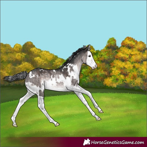 Horse Color:Platinum White Spotted Brown Dun Splash Rabicano 